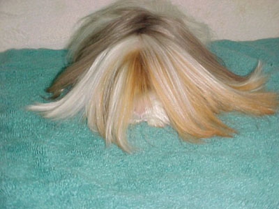 Image showcasing Guinea Pig Behavior Modification Techniques